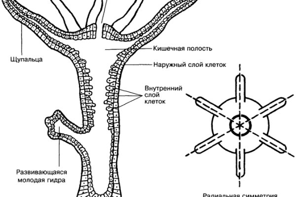 Кракен даркнет вход